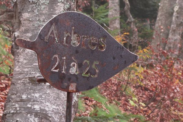 Dans la forêt de La Fajolle, 25 arbres ont été "réservés" pour accueillir les cendres des défunts