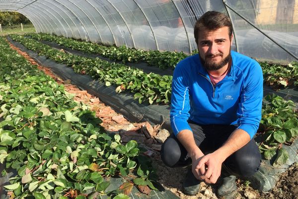 Le responsable du verger du Vernet devant les plants de fraisiers