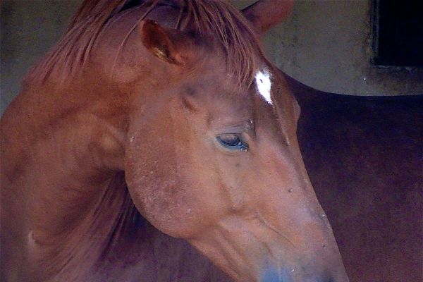 Les agressions de chevaux se multiplient dans la région sans qu'on sache si elles ont un lien entre elles.