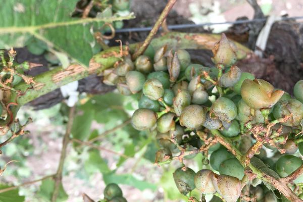 Ici dans ce vignoble du Sauternes, toute la récolte a été perdue. Les raisins ont été détruits par les grêlons. 