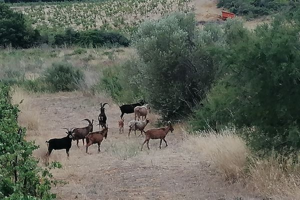 Depuis plusieurs années, un troupeau de 200 chèvres et boucs divaguent dans le massif de Fontfroide dans l’Aude.