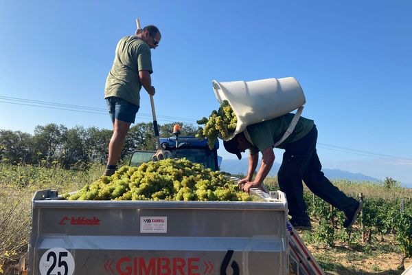 Au domaine Lafage (Pyrénées-Orientales), les vendanges 2023 ont débuté précocement le 2 août.