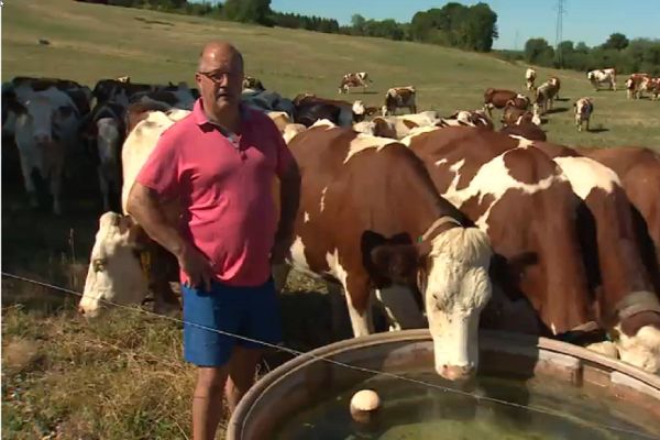 La sécheresse et le confinement affaiblissent les éleveurs de vaches laitières de la région.