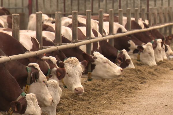 Le batch milking est une technique de traite qui consiste à traire les vaches, par groupe, à heures fixes avec un système automatisé.