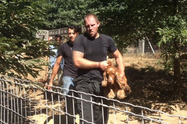 26 août 2016 : nouvelle saisie de chiens dans cet élevage de Peyrat-le-Château en Haute-Vienne. C'est la 3e procédure de ce type qui vise les propriétaires depuis 2013