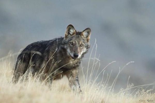 Un loup capturé par le photographe animallier Cédric Robion dans le Mercantour, 2020.