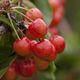 Avec des conditions météorologiques plus favorables, les producteurs de cerises veulent croire à une fin de saison meilleure pour rattraper le manque de rendement du début d'été.