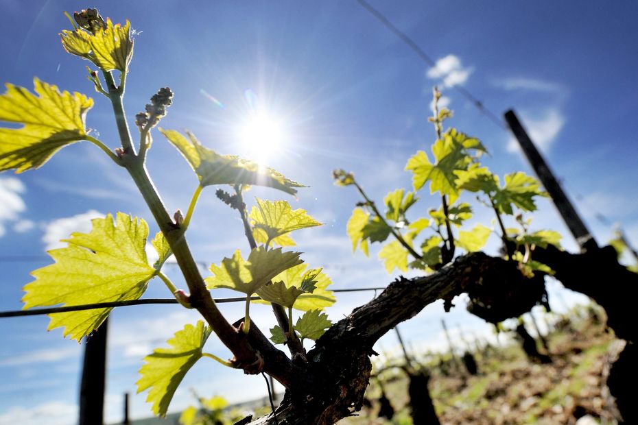 Corsica’s Unseasonably Warm Winter Raises Concerns for Agriculture