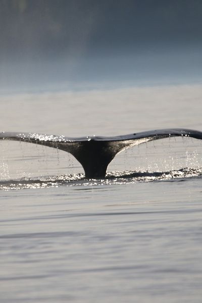 Les baleines stockent de grandes quantités de CO2 : environ 33 tonnes de CO2 par an, soit l’équivalent de 1 500 arbres.