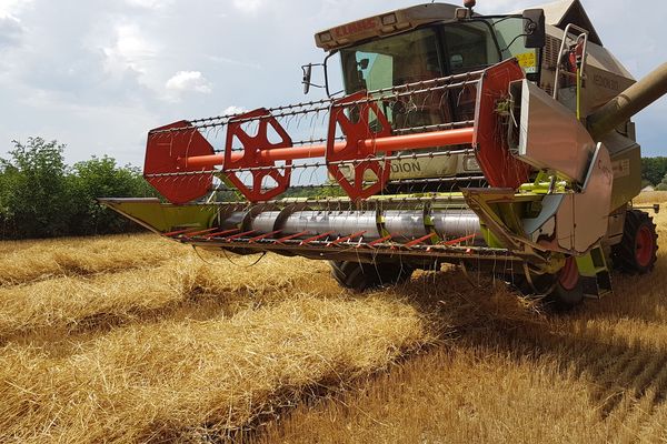 Les fortes pluies du mois de mai et les fortes chaleurs qui ont suivies n'ont pas été bénéfiques pour le blé dans certaines zones de l'Allier