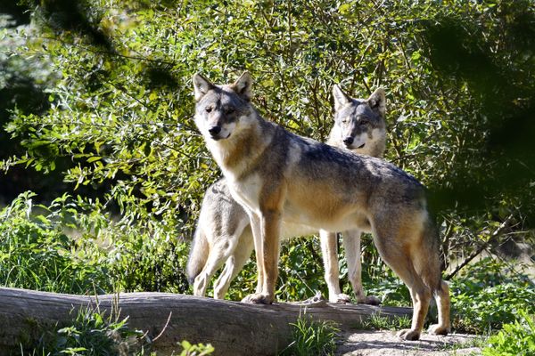 L'Union européenne a donné un premier feu vert, ce mercredi 25 septembre, pour un allégement du statut de protection du loup.