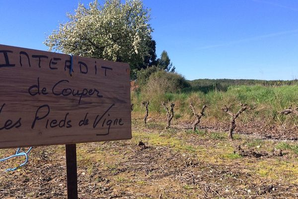 Assas (Hérault) - 500 pieds de vignes coupés et volés - mars 2017.