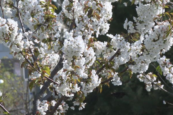 Les pollens de fleurs d'arbres commencent à raviver les allergies