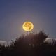 La super lune des moissons au-dessus de la Méditerranée, à Marseillan, dans l'Hérault - 18 septembre 2024.