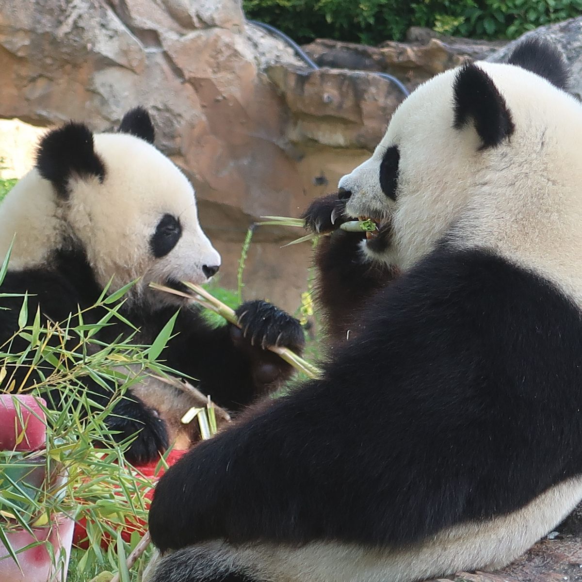 Animaux Au Zoo De Beauval L Espoir D Accueillir Un Nouveau Bebe Panda Renait