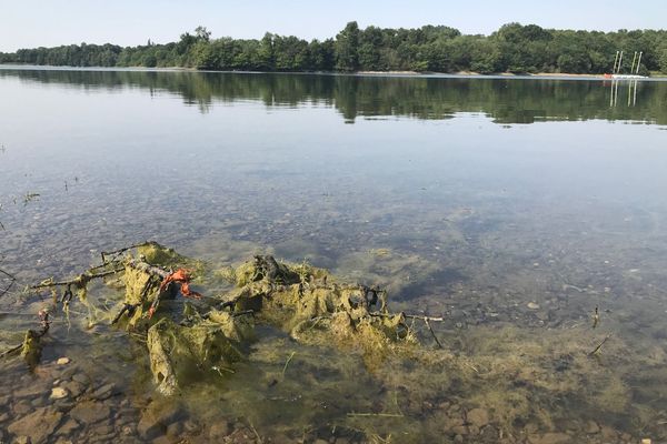 Les cyanobactéries sont présentes en forte proportion dans les eaux du Cébron