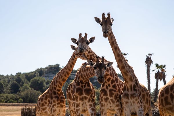 Les girafes, l'un des groupes de mammifères africaines les plus populaires dans la réserve privée de Sigean, dans l'Aude.