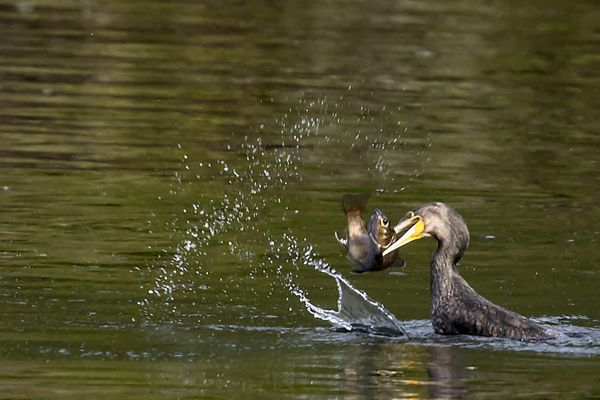 Le cormoran est un habile pêcheur