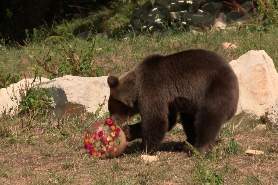 at Zoodyssée, the keepers take care of the animals in the face of the heat wave