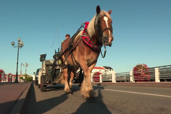 Collecte des déchets à Saint-Gilles-Croix-de-Vie : quand les chevaux prennent les rênes