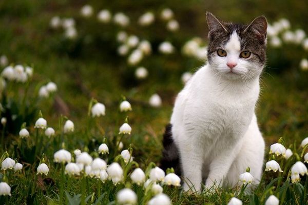 Le chat n'a pas été blessé, tout comme l'automobiliste (image prétexte)