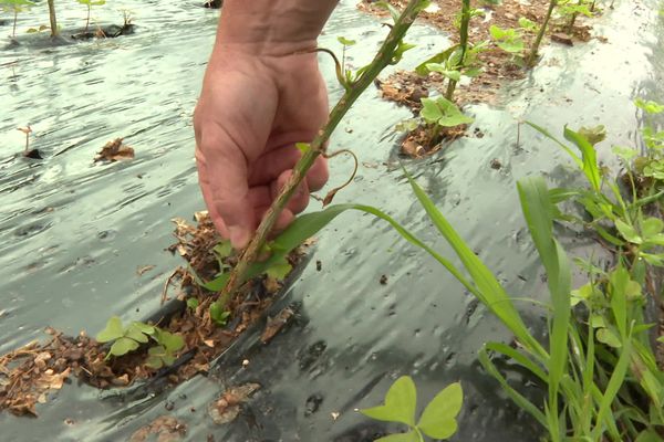 Un plant de piment d'Espelette cassé par les orages de grêle. Les assurances refusent d'assurer les producteurs.