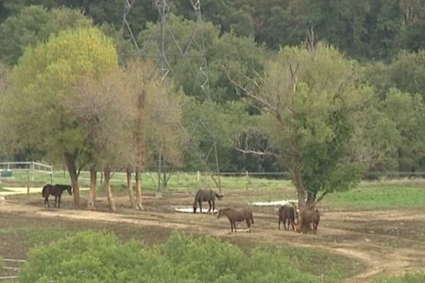 Des chevaux, sur le site de Sanofi en Ardèche, utilisés pour fabriquer des médicaments, des "sérums équins purifiés" servant ensuite d'anticorps antirabiques, antitétaniques et antivenimeux, selon Sanofi Pasteur. Octobre  2013