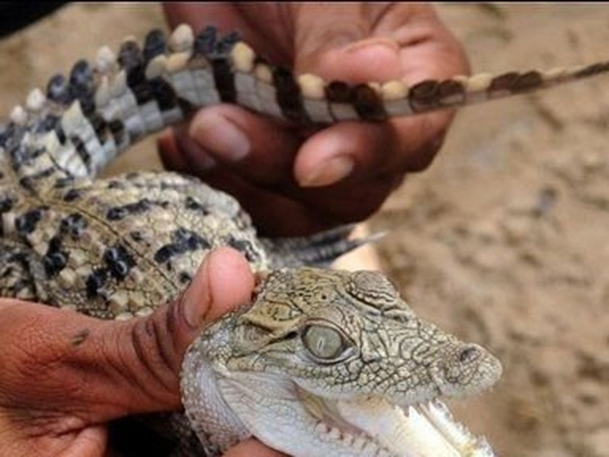 Seine Saint Denis Un Crocodile Decouvert Sur La Banquette Arriere D Une Voiture