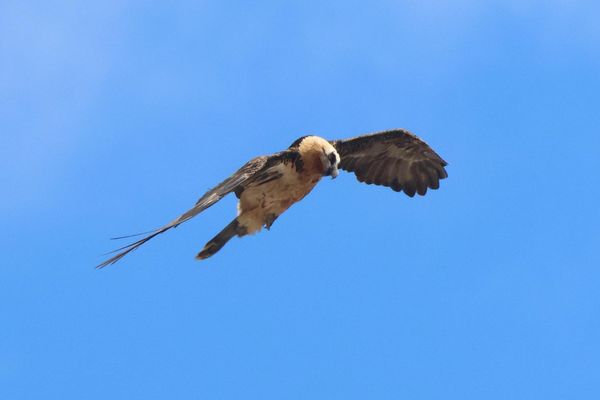 Le couple de gypaétons barbus a été repéré à l'été 2023 par un randonneur belge.