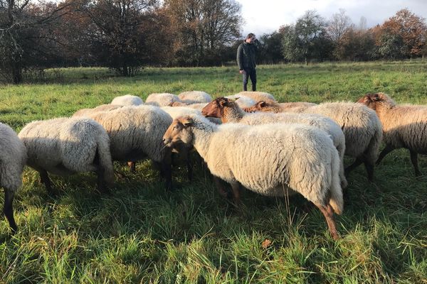 Un troupeau de moutons en Sologne.