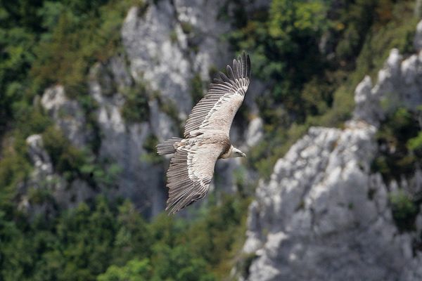 Depuis une dizaine d'années, les vautours font un retour net mais controversé en Auvergne-Rhône-Alpes.