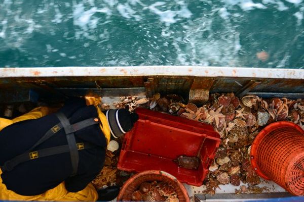 30% des poissons et coquillages pêchés par des navires français sont capturés dans les eaux du Royaume-Uni