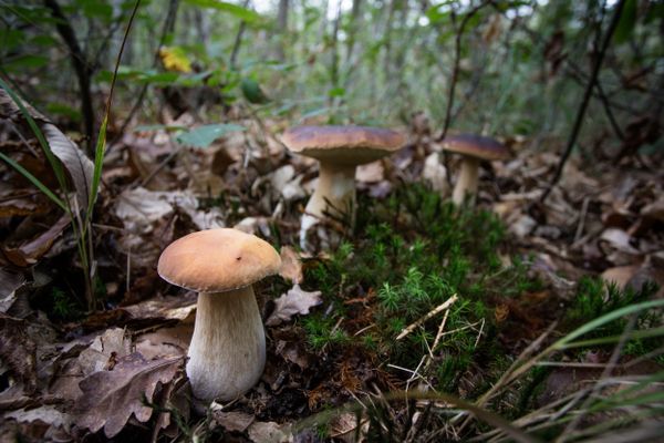 Les cèpes ne sont pas encore sortis, dans les bois de Duravel, dans le Lot, mais il seront réservés aux détenteurs d'une carte spécifique.