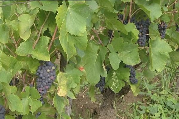 Dans 15 jours, les vendanges pourraient commencer dans le Jura