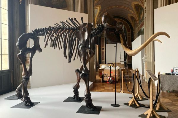 La reproduction du squelette de mammouth laineux mesure trois mètres de haut.