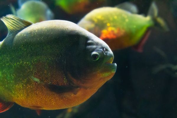 Biotropica veut tordre le cou à l'idée selon laquelle les piranhas seraient des "monstres sanguinaires".