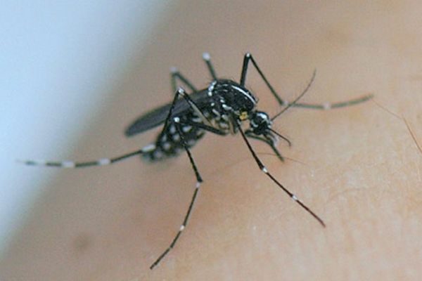 Certains moustique tigres sont porteurs de la dengue en Occitanie.