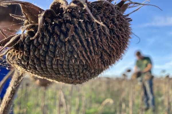 Ces tournesols ramassés le 25 octobre 2024 en Moselle sont destinés à la production d'huile végétale bio de première pression, sans chauffer les graines et sans ajouter des solvants chimiques.