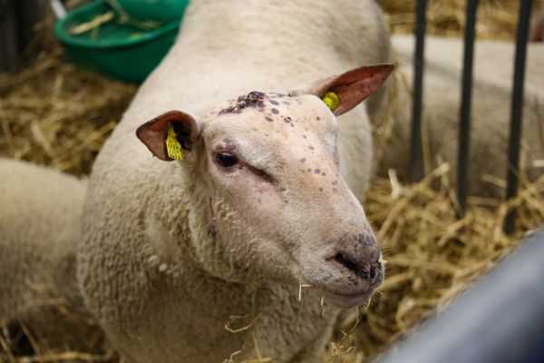 Mouton charollais au salon de l'agriculture 2023