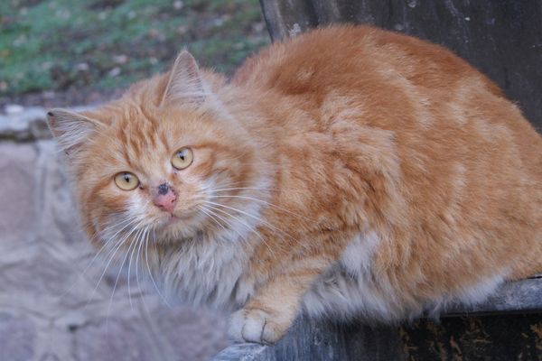 Un chat errant. Photo d'illustration 