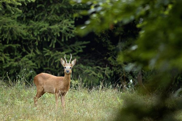 Un chevreuil en lisière de bois 