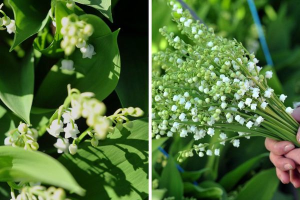 La cueillette du muguet chez JC Cheminant à Carquefou, près de Nantes (Loire Atlantique). 