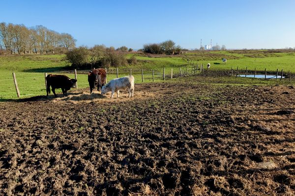 En Loire-Atlantique, parmi un troupeau de vaches en semi liberté, le maire de Frossay veut faire abattre un taureau agressif avec les passants