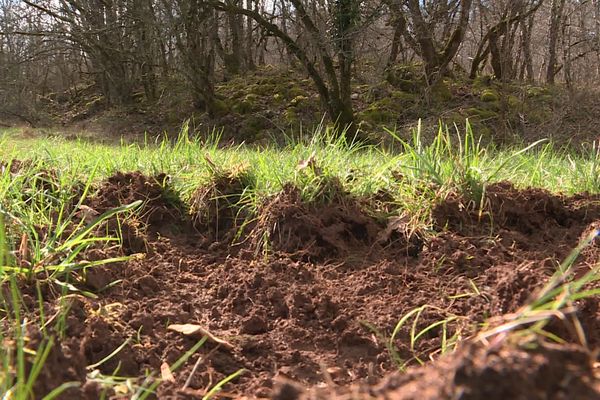 Une prairie retournée c'est moins de parcelle pour nourrir les vaches.