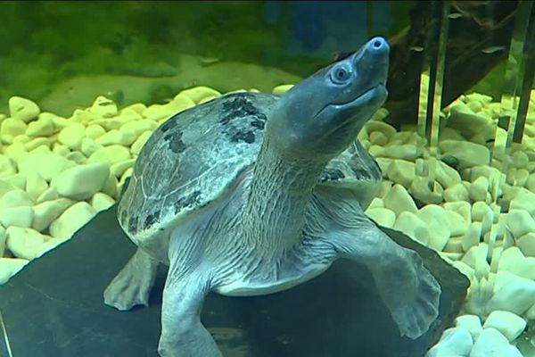 Tortue vivant au village des tortues de Carnoules. Le parc accueille 1.300 reptiles répartis en 40 espèces