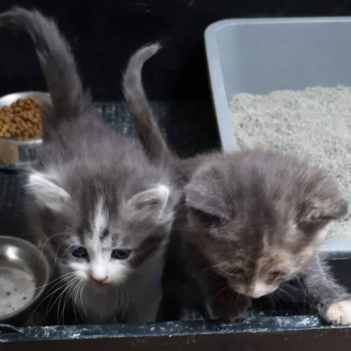 Amiens Inquietude Autour De La Proliferation De Chatons Errants A La Suite Du Confinement