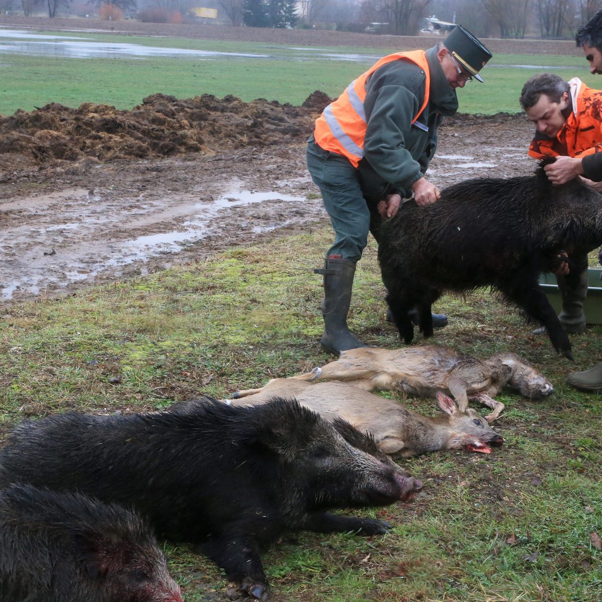 Hauts De France Pendant Le Confinement Des Derogations Pour Autoriser La Chasse Au Grand Gibier