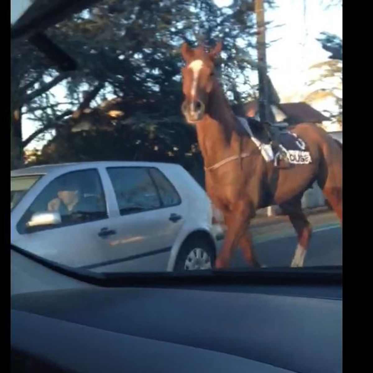 Video Un Cheval S Echappe De L Hippodrome De Toulouse La Cepiere Pendant Une Course