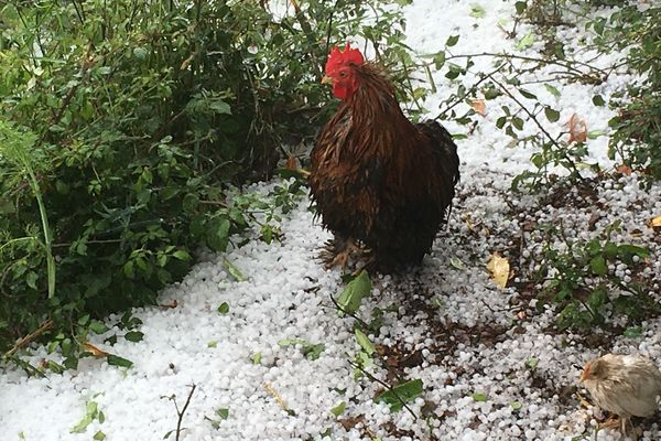 Des giboulées dans le poulailler