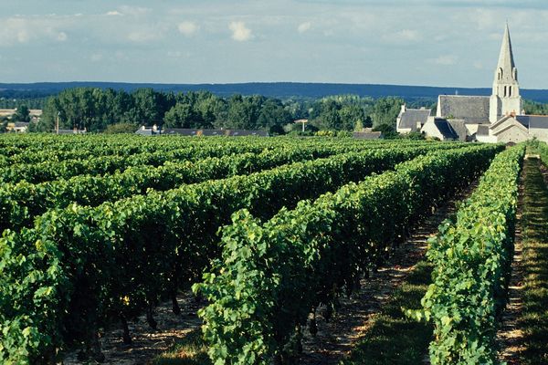 Vignoble du Saumurois en Anjou.